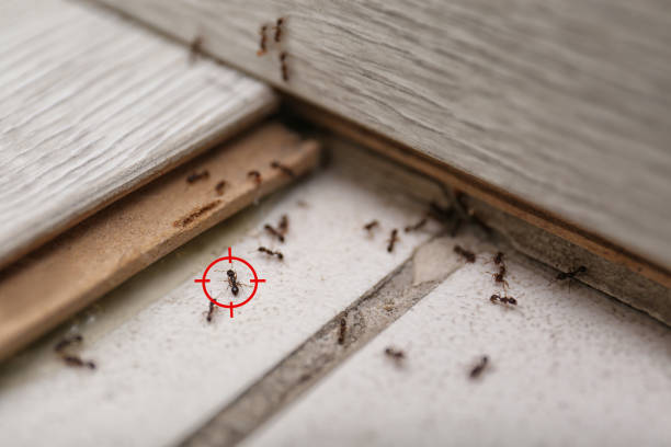 Trusted Port Jervis, NY Pest Control Experts