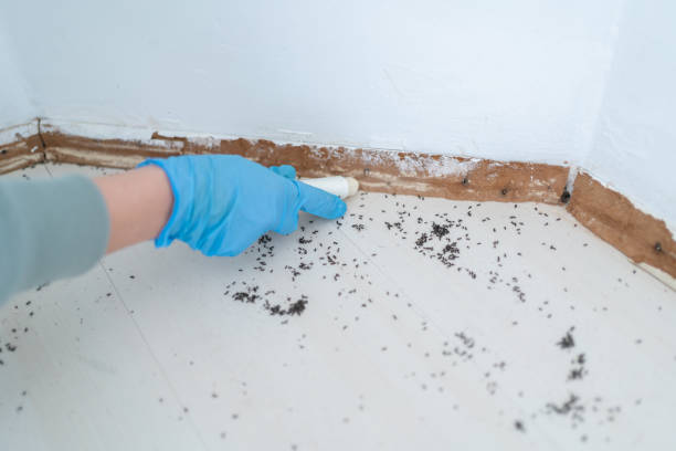 Best Wasp Removal Services  in Port Jervis, NY